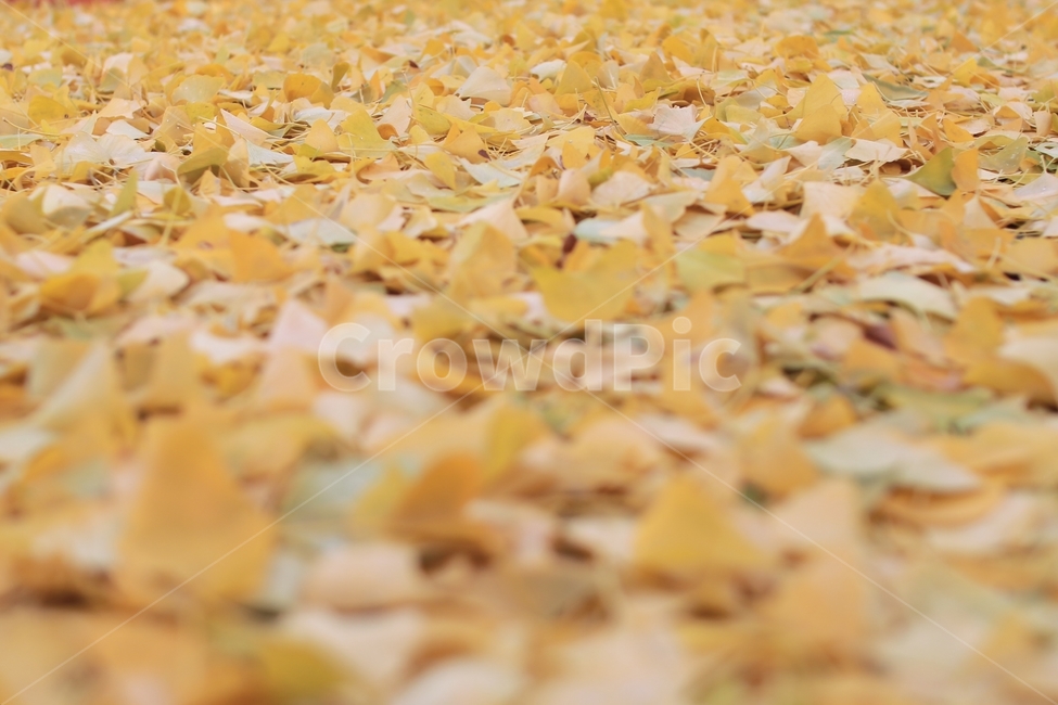 가을,은행잎,노랑,노란색,식물,은행,가을,계절,fall,autumn,season,식물,자연,plants,nature,감성,sensible,feeling,ground,바닥,leaf,잎,plant