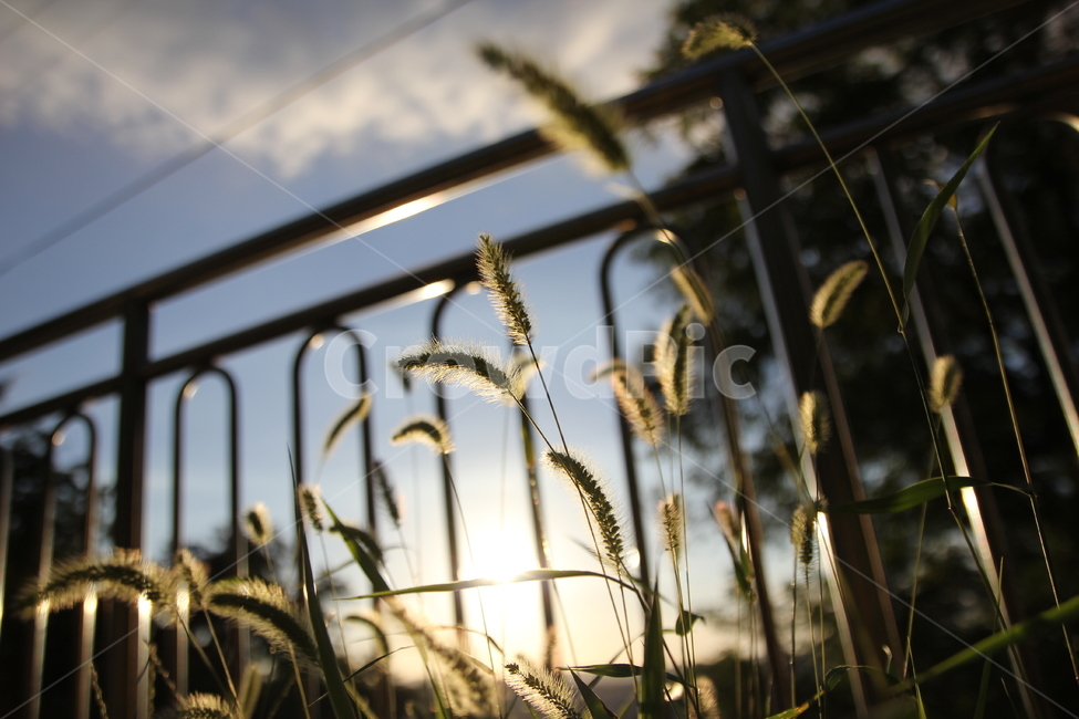 강아지풀,노을,해질녘,도시거리,잡초,식물,자연,plants,nature