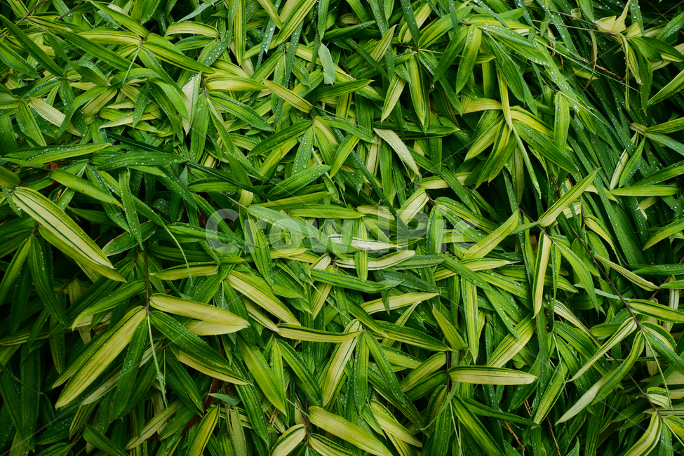 식물,자연,녹색,잎,그린,green,leaf,plant,nature,식물,자연,plants,nature