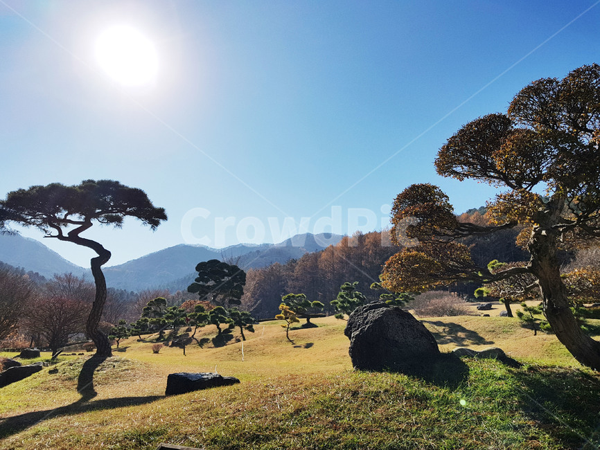 나무,해,빛,공원,sun,자연,풍경,nature,landscape,outdoors,옥외,field,들,grassland,목초지,savanna,대초원