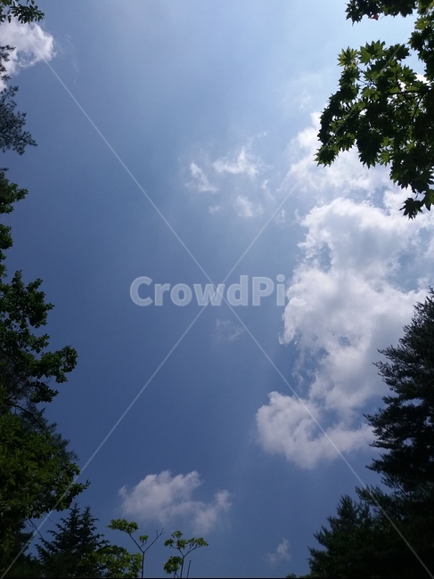하늘,구름,맑음,나뭇잎,파란,sky,tree,blue