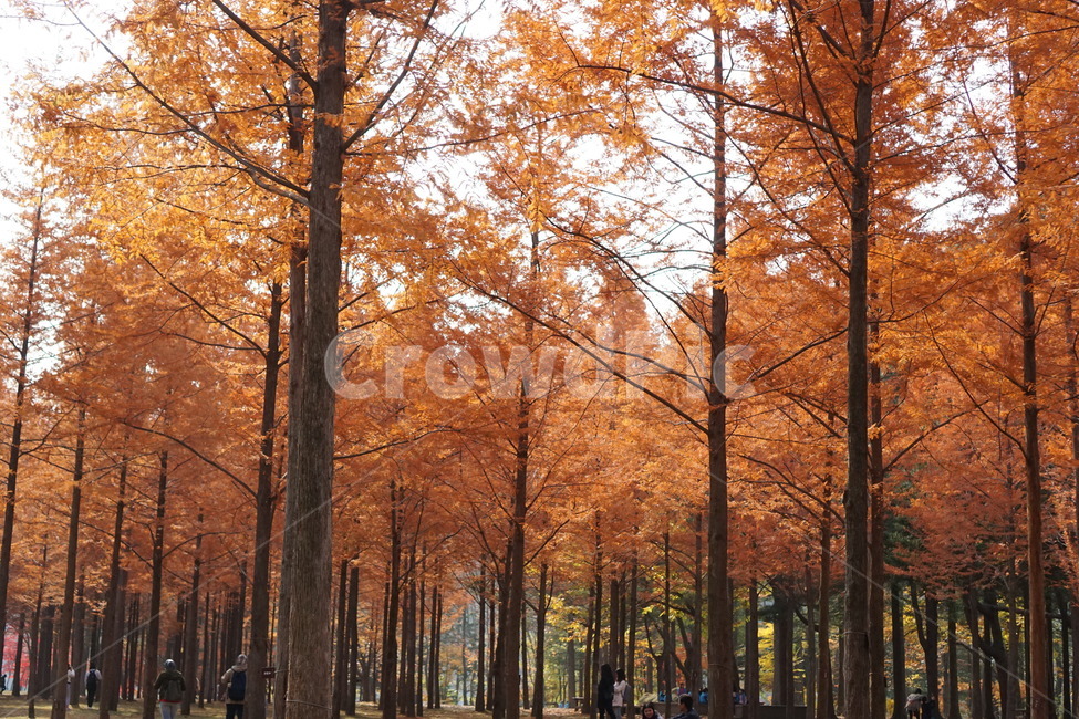 가을,단풍,남이섬,남이섬단풍,가을풍경,가을,계절,fall,autumn,season,자연,풍경,nature,landscape,tree,나무,plant,식물