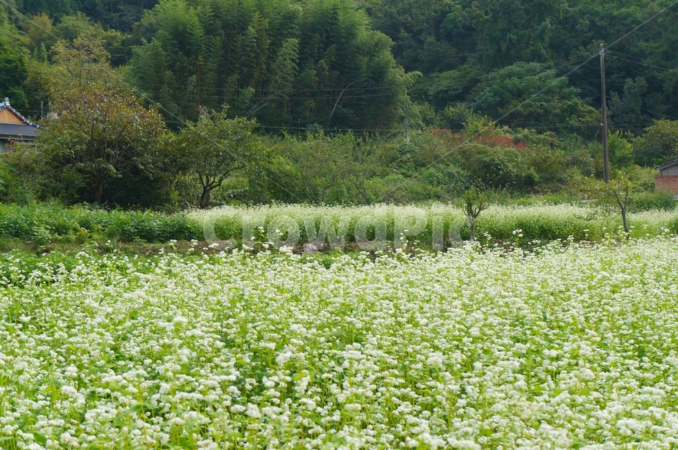 메밀꽃,메밀꽃필무렵,이효석,하얀꽃,자연,식물,들판,가을들판,싱그러움,식물,자연,plants,nature,꽃,flower