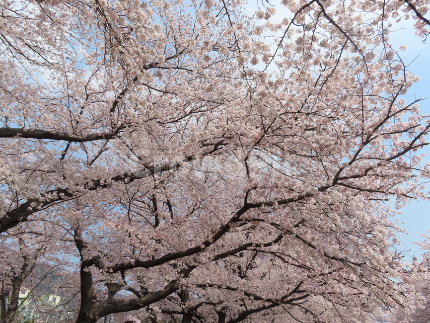 벚꽃,나무,식물,아름다움,분홍,풍경,꽃송이,cherrytree,plants,beauty,pink,scenery,blossoms