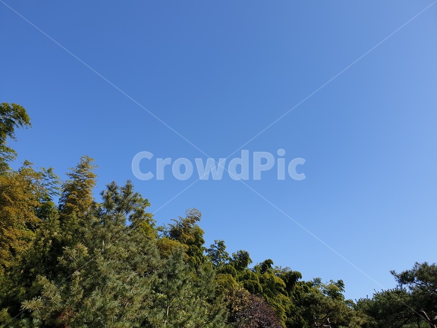 하늘,자연,나무,산,숲,하늘색,초록색,sky,nature,tree,forest,자연,풍경,nature,landscape,plant,식물