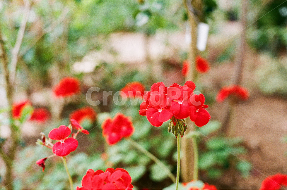 꽃,봄꽃,감성,감성사진,푸른수목원,항동철길,식물,자연,plants,nature,꽃,flower,감성,sensible,feeling