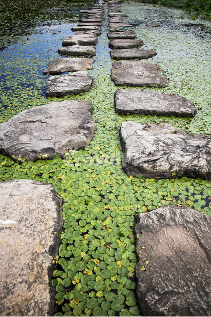 징검다리,돌다리,연못,저수지,연잎,연꽃잎,풍경,경치,다리,자연,풍경,nature,landscape,walkway,보도,path,통로,symbol,상징,cross,가로 질러 가다,plant,식물,algae,조류