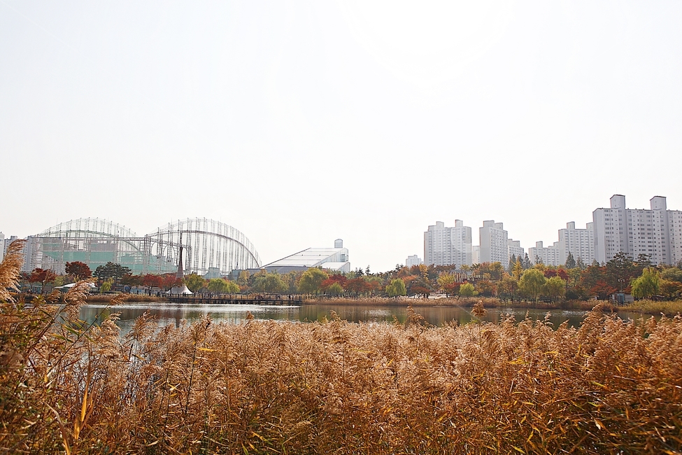 부천호수공원,호수,갈대,억새,식물,자연,풍경,풀,잡초,공원,가을,계절,fall,autumn,season,자연,풍경,nature,landscape