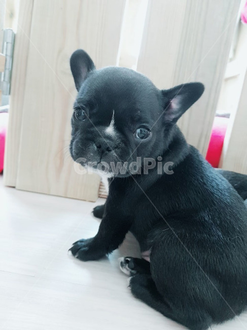 강아지,프랜치불독,새끼강아지,귀여움,반려견,동물,animal,포유류,mammal,개,강아지,dog,doggy