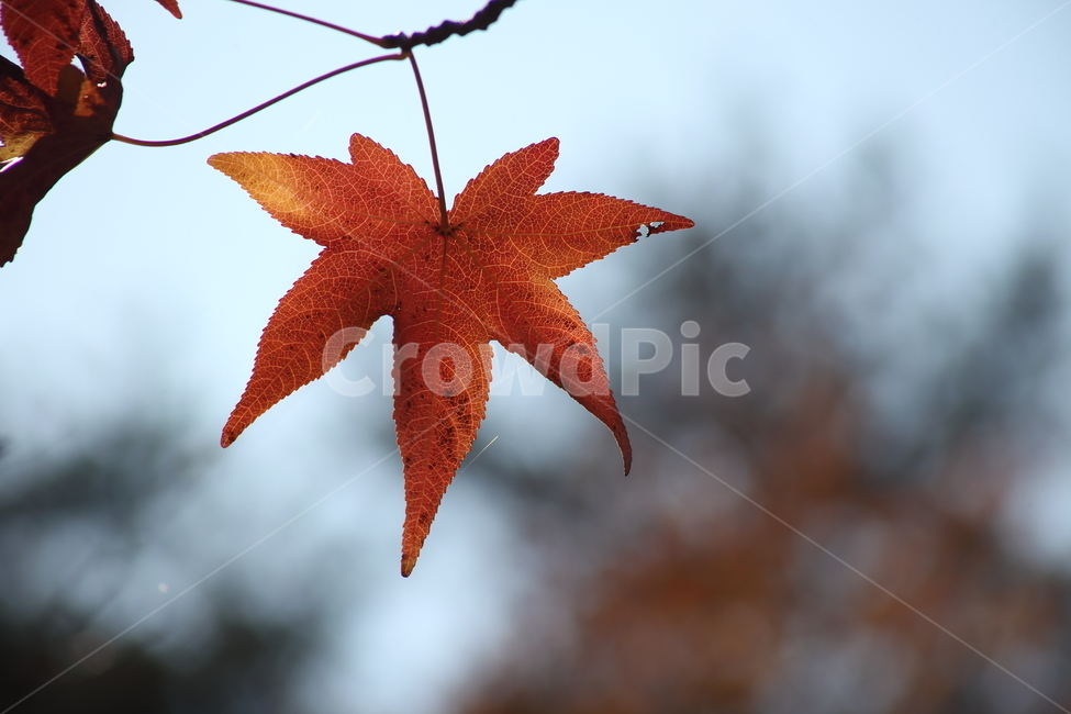 단풍,미국풍나무,가을,liquidambarstyraciflua,sweetgum,가을,계절,fall,autumn,season,leaf,잎,plant,식물,tree,나무,maple