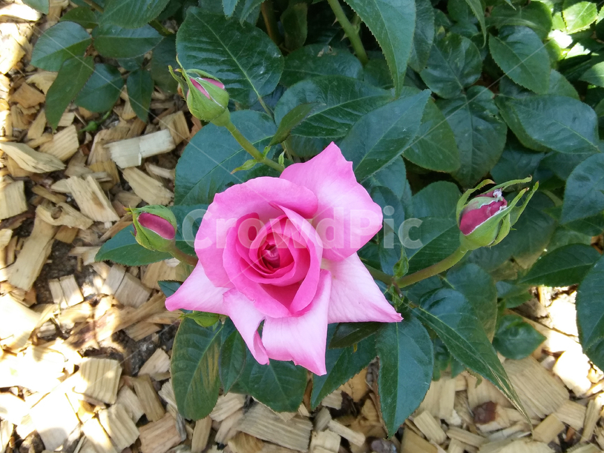 장미,꽃,공원,빨간꽃,녹색,빨간색,힐링,휴식,6월,따스함,식물,자연,plants,nature,꽃,flower
