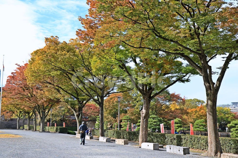 단풍,maple,단풍나무,mapletree,가을,가을,계절,fall,autumn,season,자연,풍경,nature,landscape,해외,외국,세계,foreign,oversea,world,세계자연풍경,해외자연풍경,외국자연풍경,world nature landscape,tree,나무,plant,식물,walkway,보도,path,통로,outdoors,옥외