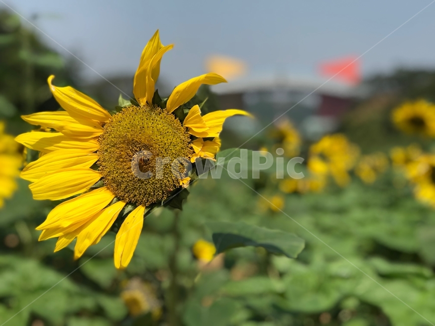 해바라기,꿀벌,벌,꽃,공원,sunflower,honeybee,beepark,식물,자연,plants,nature,꽃,flower,동물,animal,곤충,벌레,insect,bug