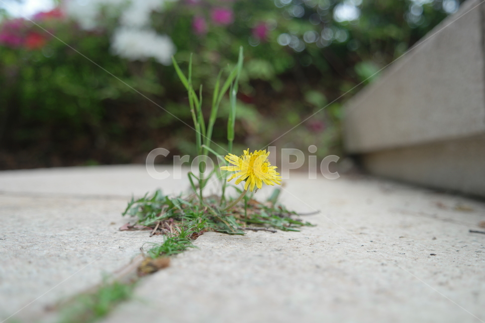 민들레,생명,생명력,봄꽃,야생화