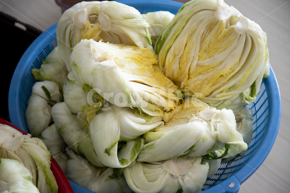 음식,전통,오브젝트,한국,동양,아시아,식재료,맛있는,식품,김치,김장,반찬,발효,전통음식,배추,바구니,잘려있는,절임배추,배추속,프라스틱,채반,파란색,생활,음식,식재료,요리,food,cook,meal,dishes,food reserves,채소,야채,vegetables