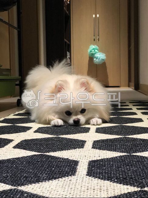 white form,form,puppy,pomeranian,Dog