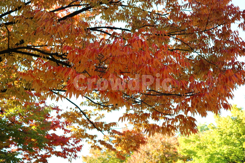 나무,단풍,식물,자연,가을,느티나무,가을,계절,fall,autumn,season,leaf,잎,plant,tree,maple