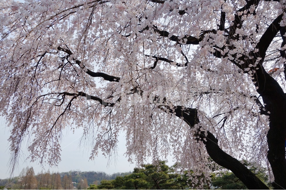 벚꽃,벚꽃나무,꽃놀이,봄,꽃,식물,plant,blossom,flower,cherryblossom,spring,현충원