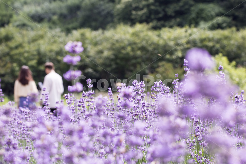 라벤더,꽃,식물,잎,보라색,배경,백그라운드,줄기,바이올렛,라벤다,식물,자연,plants,nature,꽃,flower