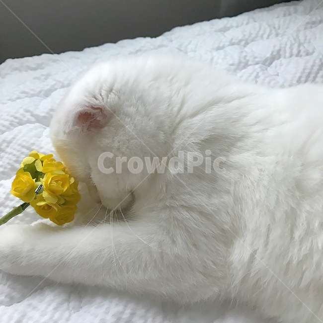 고양이,cat,스코티쉬폴드,집사,감성,동물,animal,포유류,mammal,고양이,cat,kitten,kitty