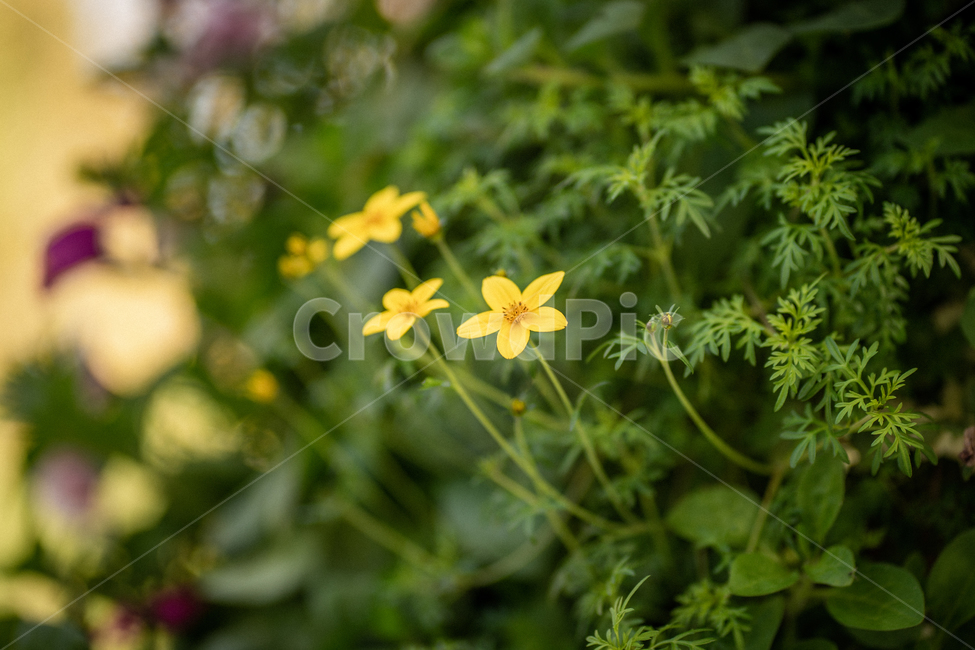 가을,햇빛,꽃,들꽃,감성,공원,봄,식물,노란,노랑색,식물,자연,plants,nature,꽃,flower