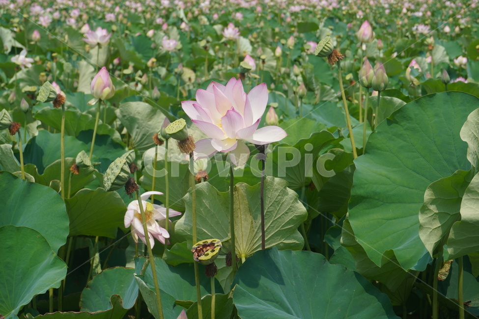 plant,식물,flower,꽃,연꽃,lotus,자연,nature,green,blossom