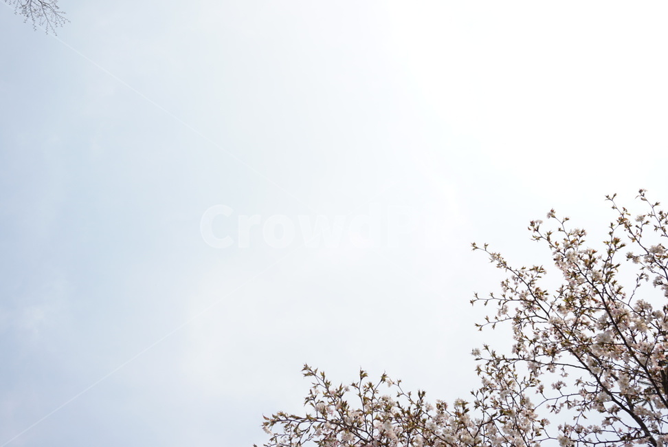 벚꽃,벚꽃백그라운드,background,메인,main,봄꽃,봄,spring,제목,title,벚꽃나무,cherryblossom,핑크벚꽃,분홍벚꽃,계절,season,자연,plants,nature,꽃,flower,감성,사쿠라,sensible,feeling,plant,blossom,꽃놀이,벚나무,하얀벚꽃,흰벚꽃,식물