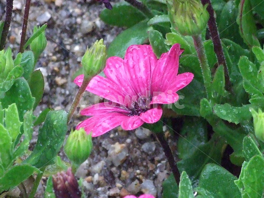 꽃,식물,예쁜꽃,꽃송이,수수한꽃,식물,자연,plants,nature,꽃,flower