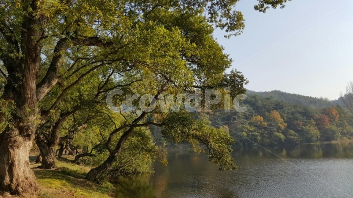 물,저수지,풍경,자연,나무,식물,자연,풍경,nature,landscape