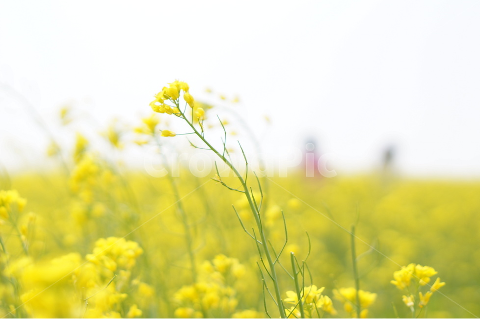유채꽃,봄,노랑노랑,햇살,나무,풍경,봄,계절,spring,season,식물,자연,plants,nature,꽃,flower,field,들