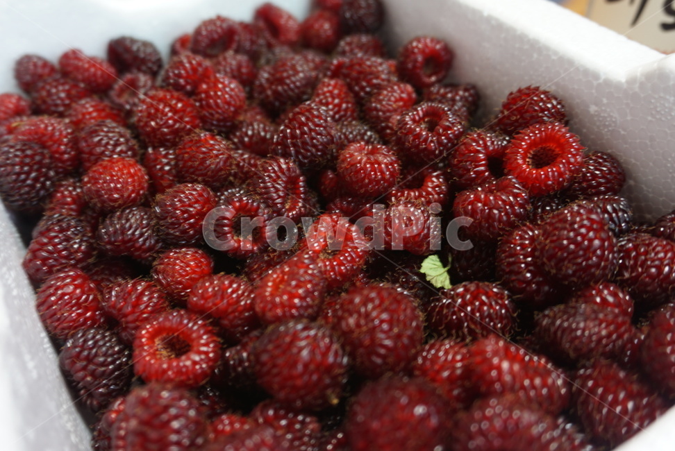 산딸기,딸기,과일,raspberry,strawberry,스트로베리,베리,제철과일,라즈베리,fruit,프루트,싱싱한,맛있는,상큼한,음식,식재료,요리,food,cook,meal,dishes,food reserves,과일,열매,fruit