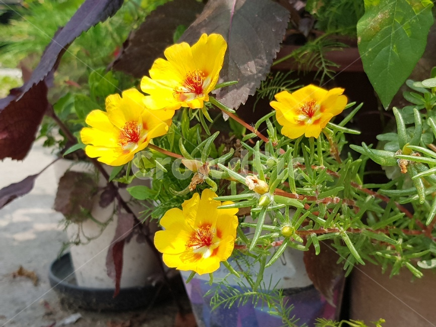 꽃,채송화,노랑,화분,yellow