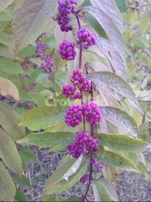 plant,식물,열매,자연,잎,과일,열매,fruit