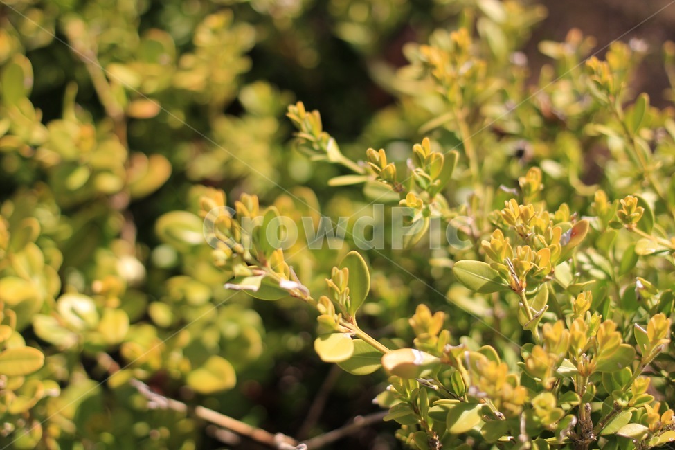plant,식물,vegetation,초목,bush,봄,봄잎,초록,연두,잎사귀,spring,march,april,3월,4월