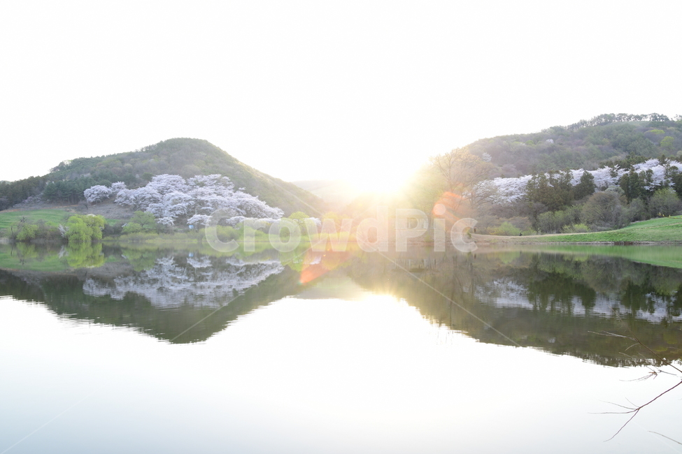 light,빛,outdoors,옥외,nature,자연,water,물,저수지,반영,봄,벚꽃,봄,계절,spring,season,자연,풍경,nature,landscape