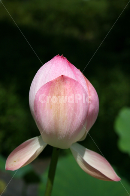 연꽃,연잎,식물,flower,plants,nature,꽃,꽃봉오리,연못,식물,자연,plants,nature,꽃,flower