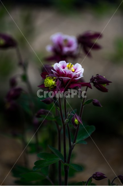 매발톱꽃,꽃,자연,식물,봄꽃,감성,식물,자연,plants,nature,꽃,flower