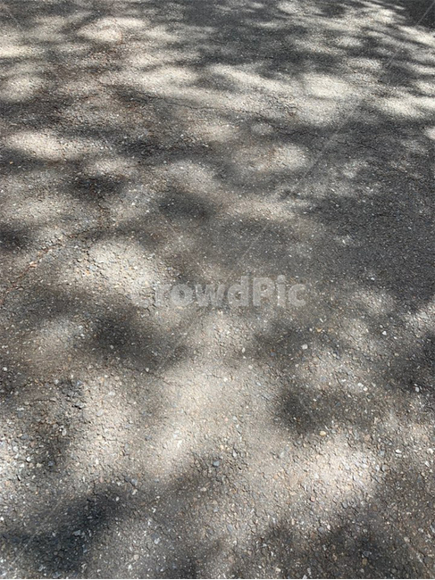 아스팔트,빛,그림자,나무그림자,여름,light,shadow,aspalt