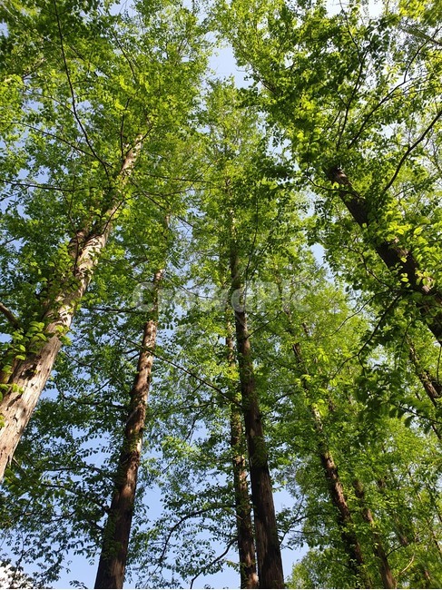 식물,나무,메타세퀘이아,세퀘이아,plant,tree,redwood,wood,자연,nature,장엄한,키큰,쭉쭉뻗은,뻗은,하늘,sky,지연풍경,풍경,여름,계절,꽉찬,꽉채운,숲,연두빛,식물,자연,plants,nature,나무,trees,wood