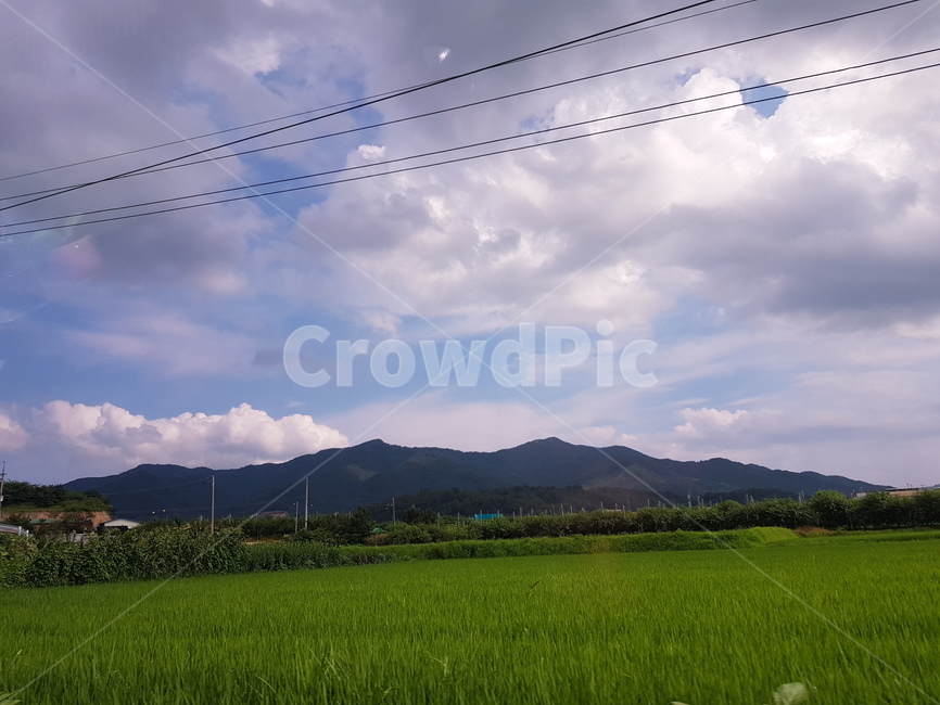 outdoors,nature,자연,countryside,구름,벼,여름,summer,시골,촌,힐링