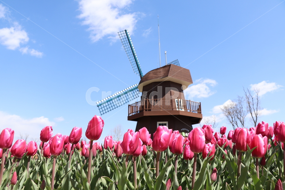 plant,식물,flower,튤립,tulip,꽃,식물,자연,plants,nature,꽃,flower