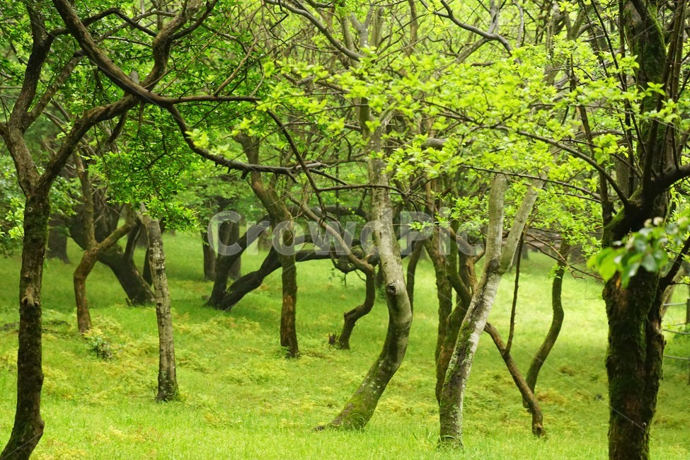 숲속,나무,자연,식물,초록,자연,풍경,nature,landscape,식물,plants,나무,trees,wood,tree,plant,tree trunk,나무 줄기