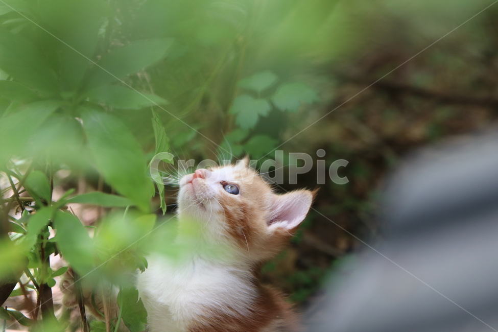 고양이,아기고양이,반려동물,애완동물,pet,cat,식물,자연,plants,nature,동물,animal,포유류,mammal,고양이,cat,kitten,kitty
