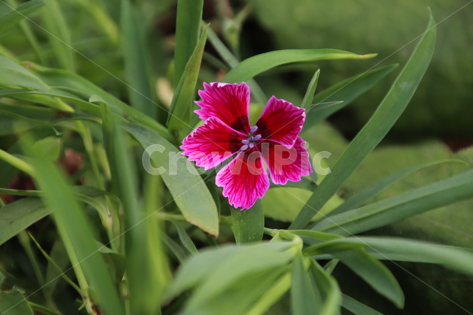 자연,풍경,꽃,무보정,감성,식물,자연,plants,nature,꽃,flower