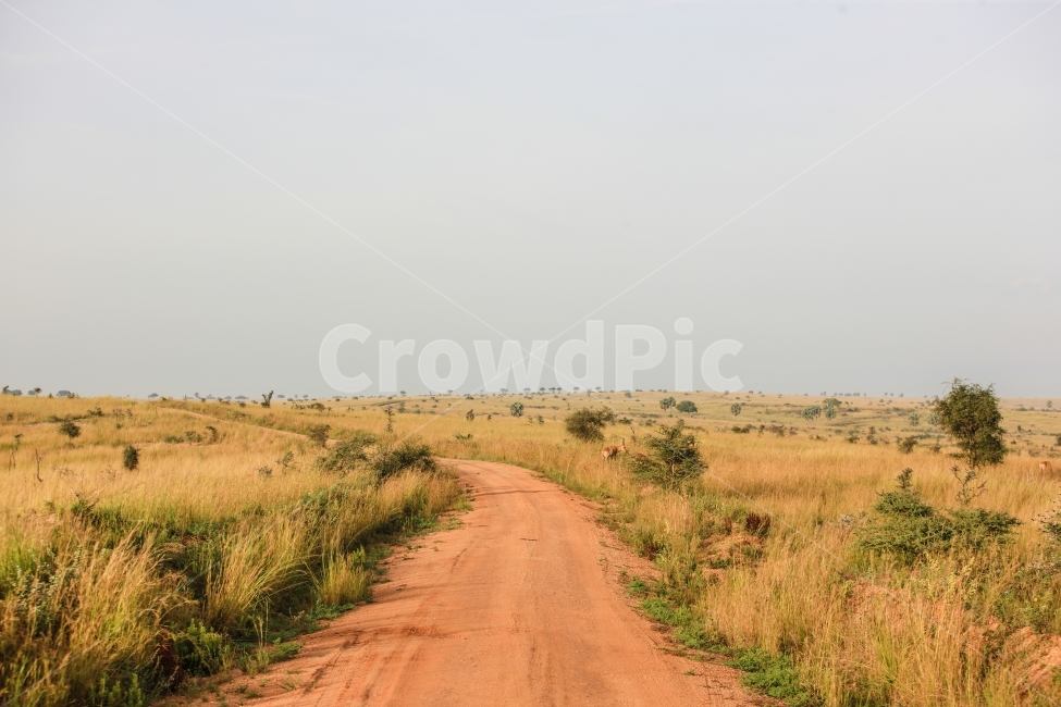 아프리카,사파리,우간다,무치슨공원,여행,자연,풍경,nature,landscape,ground,바닥,road,도로,dirt road,흙길,gravel,자갈,outdoors,옥외,field,들,grassland,목초지