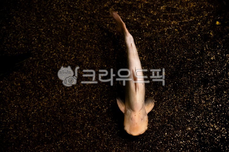 상어,물고기,새끼상어,아쿠아리움,어항