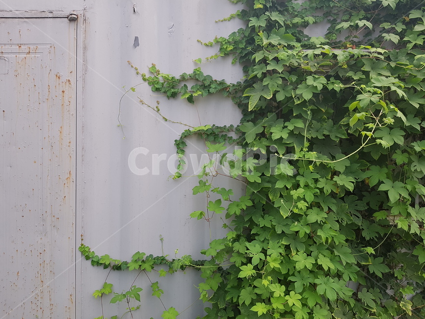 담쟁이덩굴,문,bostonivy,식물,담쟁이,넝쿨