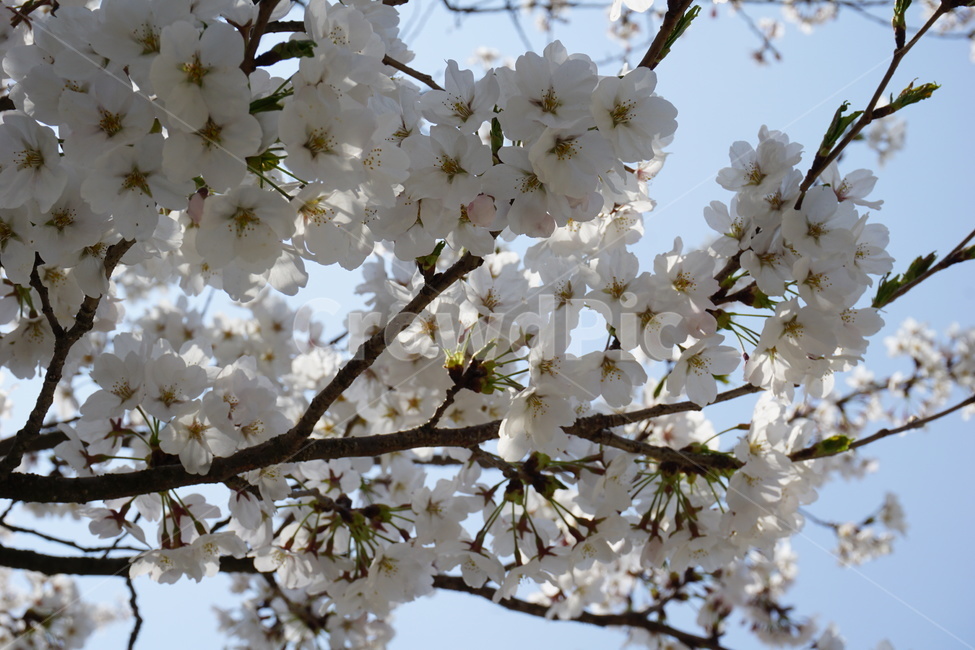 벚꽃,봄,봄소풍,하늘,꽃,식물,자연,plants,nature,꽃,flower