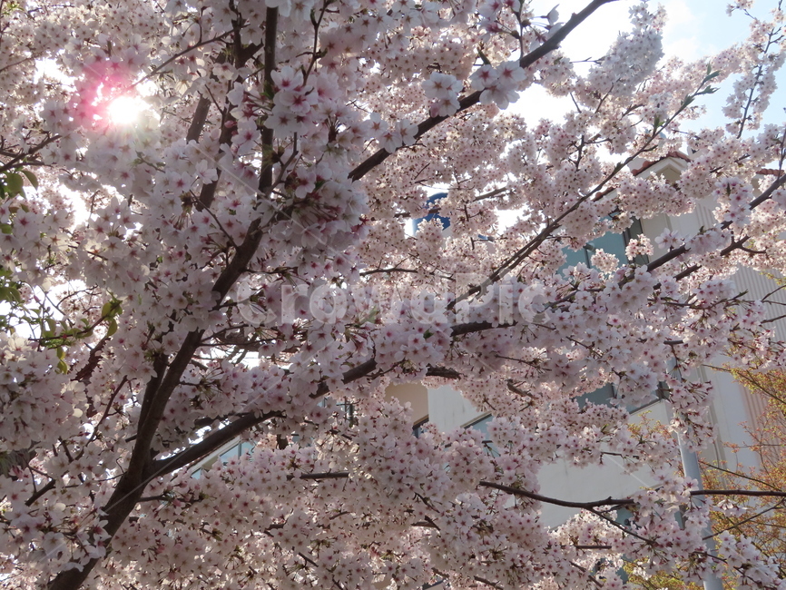 벚꽃,나무,식물,아름다움,분홍,풍경,꽃송이,cherrytree,plants,beauty,pink,scenery,blossoms