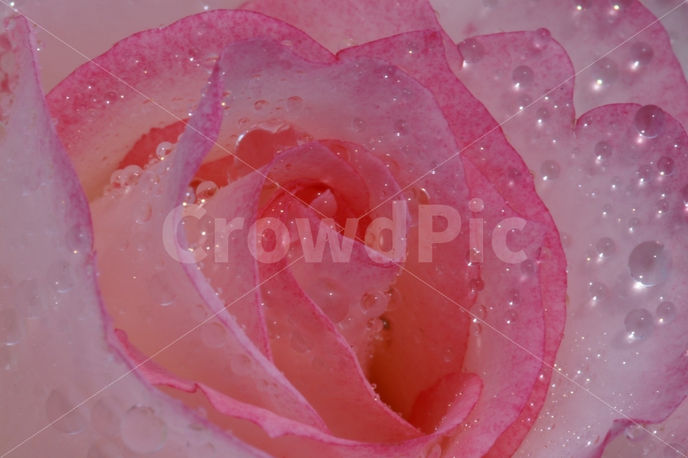 감성,색감,장미,봄의여왕,접사,식물,보석,식물,자연,plants,nature,꽃,flower